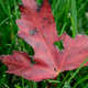 Illustration for article titled Shooting Challenge Fall Leaves Gallery 1